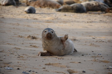 Fototapeta premium A curious seal lounging on the sandy beach, showcasing its playful demeanor with a raised flipper. In the background, other seals can be seen resting.