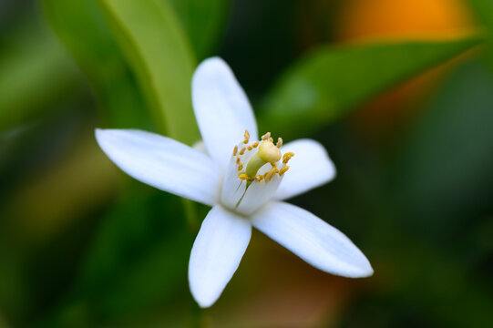 Captivating white flower blooming in a vibrant garden during the early morning light