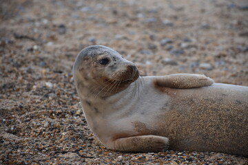 A cute seal pup lying on the sandy shore, showcasing its unique spots and soft fur. A beautiful representation of wildlife in a natural habitat.