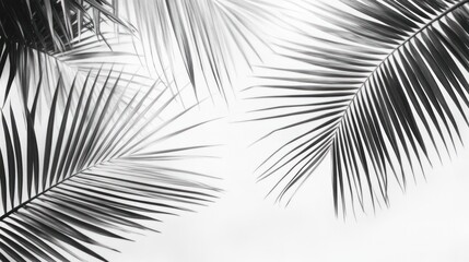 Elegant Monochrome Palm Leaves with Soft Background for Oasis and Tropical Theme Designs
