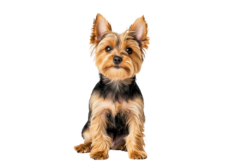 Cute Yorkshire Terrier puppy sitting on a transparent background. Concept of pets, dogs, and domestic animals.