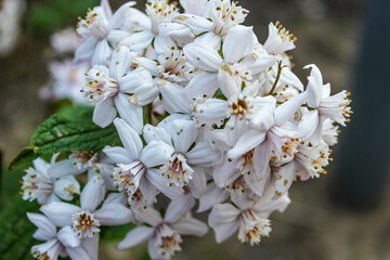 Delicate cluster of white deutzia flowers in bloom with subtle pink veins and golden stamens against a natural background