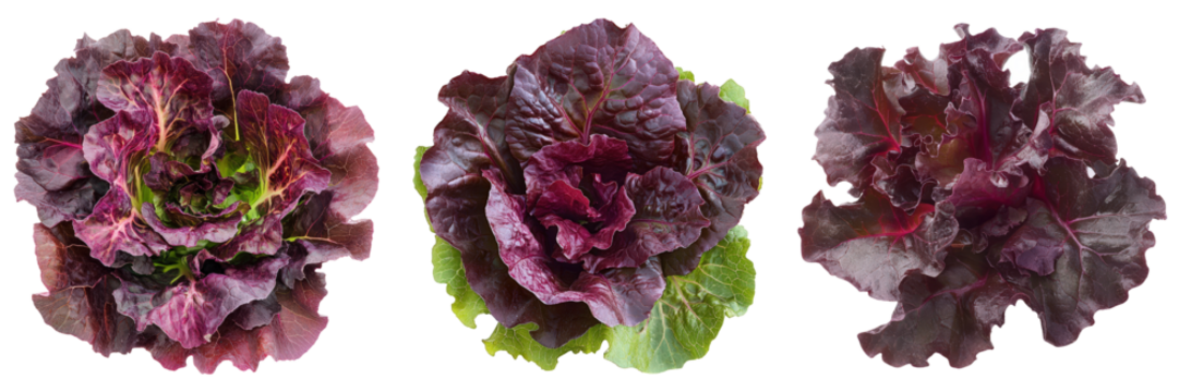 Radicchio triptych vibrant red lettuce heads.