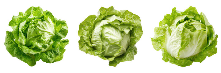Three Fresh Crisp Butter Lettuce Heads.