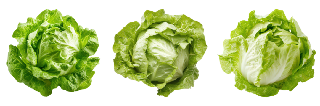 Three Fresh Crisp Butter Lettuce Heads.