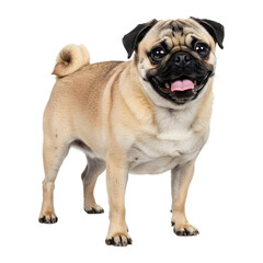 Adorable pug dog standing with tongue out and wrinkled face isolated on a transparent background