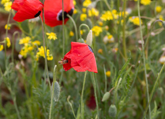 field of poppies