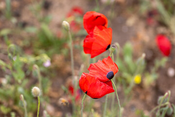 red poppy flowers