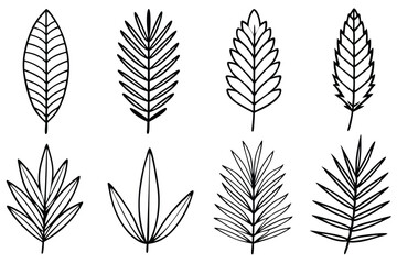 Coontie Leaf Line Art Illustration Simple Drawing for Design 