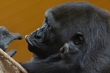 Tender moment, gorilla sucking its thumb