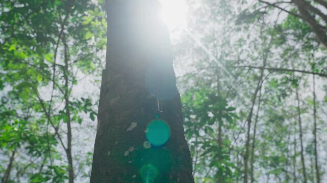 Sunlight shines from behind the rubber tree. View of an old rubber tree. Lush rubber tree plantation in Asia
