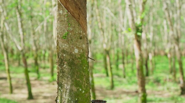 Raw latex dripping from rubber trees. Natural latex dripping from rubber trees