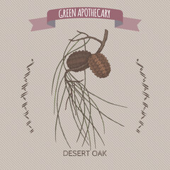 Desert oak aka Allocasuarina decaisneana scolor sketch. Green apothecary series.
