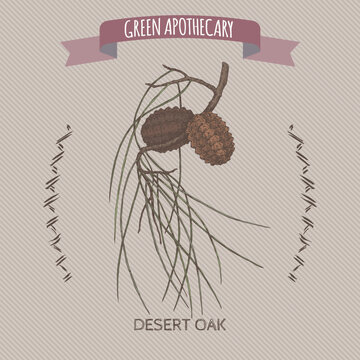 Desert oak aka Allocasuarina decaisneana scolor sketch. Green apothecary series.
