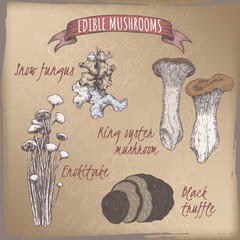 Set of color sketches with snow fungus, king oyster mushroom, enokitake mushroom and black truffle.