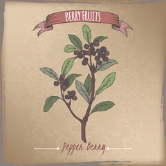 Tasmannia lanceolata aka pepper berry branch color sketch on vintage background. Berry fruits series.