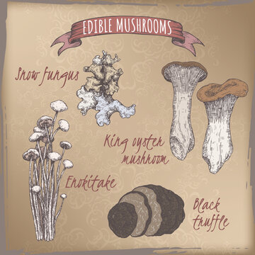 Set of color sketches with snow fungus, king oyster mushroom, enokitake mushroom and black truffle.