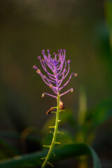 Unique purple flower blooming in a serene garden at golden hour showcasing delicate beauty and vibrant colors