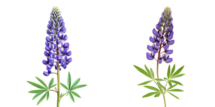Two vibrant purple lupine flowers isolated transparent background botanical