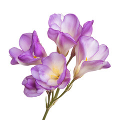 Fototapeta premium Delicate purple freesia flowers bouquet isolated transparent background