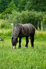 Grazing dark brown horse in a green meadow.