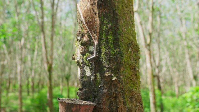 Raw latex dripping from rubber trees. Natural latex dripping from rubber trees