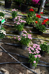 Cultivation in the greenhouse of garden pink carnations in potted for seedlings.