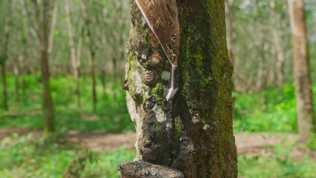 Raw latex dripping from rubber trees. Natural latex dripping from rubber trees