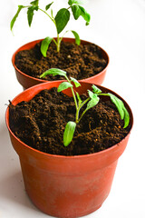 Replanting tomatoes. two pots with rich soil and young tomato plants. The plants have vibrant green leaves and sturdy stems, indicating healthy growth. The pots sit on a light background, highlighting