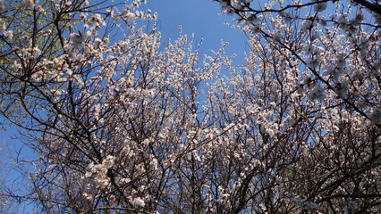Blooming apricot flowers on a bright sunny spring day