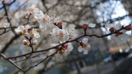 Blooming apricot flowers on a bright sunny spring day