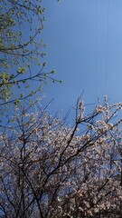 Blooming apricot flowers on a bright sunny spring day