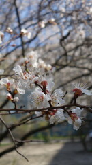 Blooming apricot flowers on a bright sunny spring day