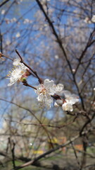 Blooming apricot flowers on a bright sunny spring day