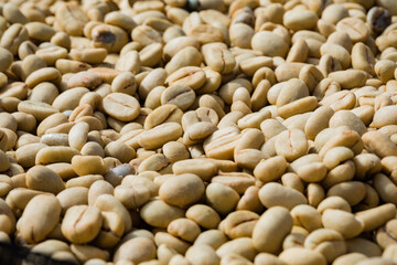 Coffee berrie beans driedd up