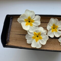 Fototapeta premium Vintage book with delicate white primrose flowers on wooden background