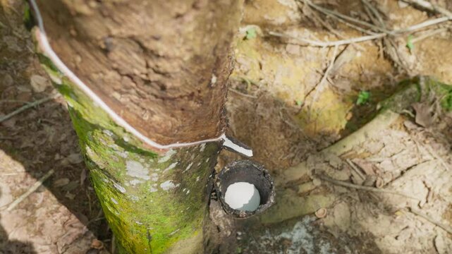 Raw latex dripping from rubber trees. Natural latex dripping from rubber trees