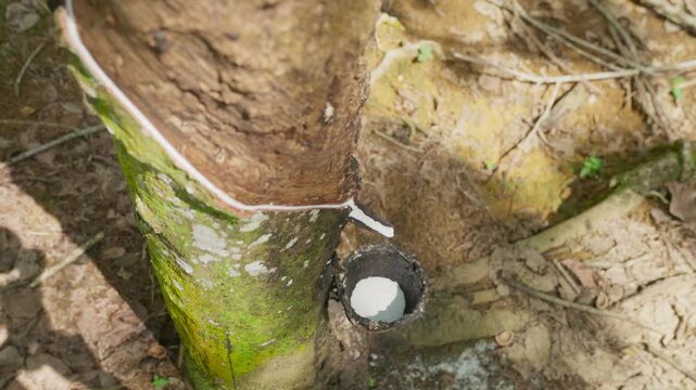 Raw latex dripping from rubber trees. Natural latex dripping from rubber trees