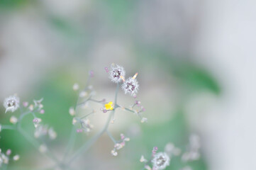 Asiatic Hawksbeard, Dandelion or  Oriental False Hawksbeard or Rock dandelion or Senecio sylvaticus...