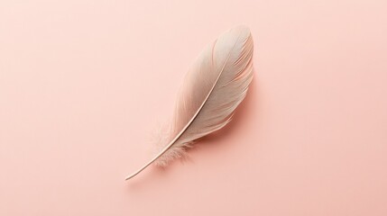 Obraz premium Minimal top-view feather on pale salmon background, sharp and clean lines