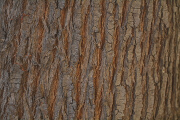 Obraz premium Detailed bark texture illustrating the intricate patterns of tree surfaces in a natural setting during daylight hours