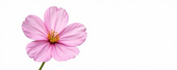 Delicate pink flower isolated on a crisp white background, flowers, flower, bloom