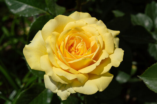 Rose Marselisborg Yellow roses in the park garden