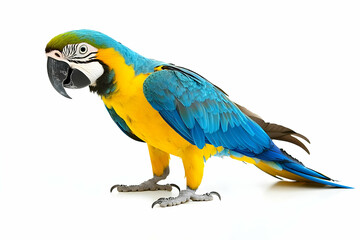 Fototapeta premium Captivating close up of a vibrant macaw with brilliant plumage details isolated on a white backdrop