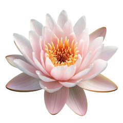 Pale Pink Water Lily on transparent background