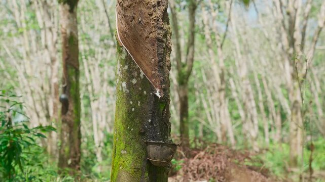 Raw latex dripping from rubber trees. Natural latex dripping from rubber trees