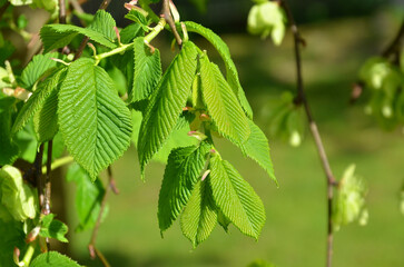 Closeup Elm tree branch ( Ulmus Glabra 'Camperdownii') with fresh green spring leaves. Landscaping concept.