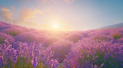 Vibrant lavender field at sunset.