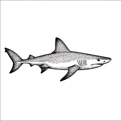 Naklejka premium Stippled Illustration of a Shark, Oceanic Predator, Marine Life Drawing.