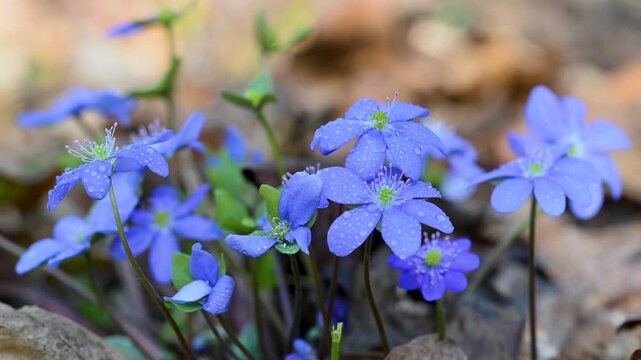 beautiful spring flowers Hepatica nobilis